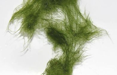 Algues vertes - Algues filamenteuses 