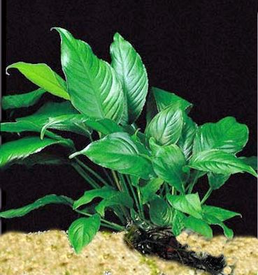 Anubias