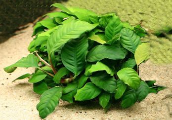 Anubias