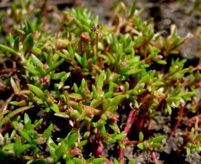 Crassula