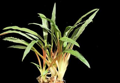 Cryptocoryne