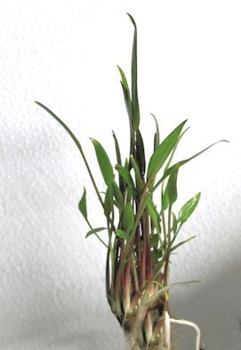 Cryptocoryne