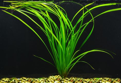 Cyperus