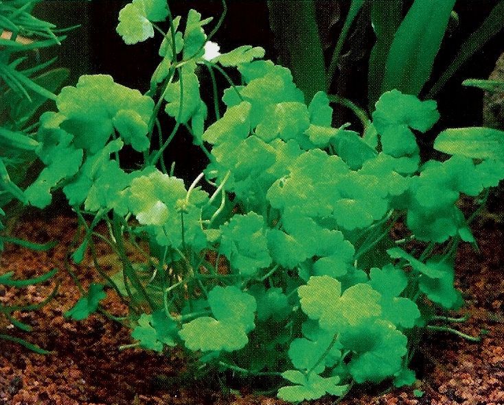 Hydrocotyle