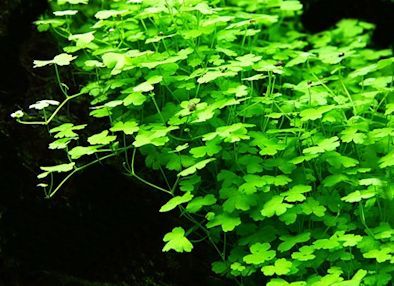 Hydrocotyle