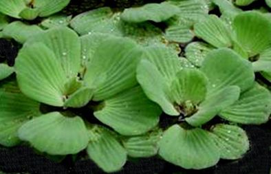 Pistia