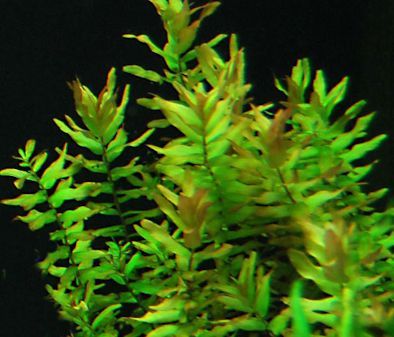 Rotala