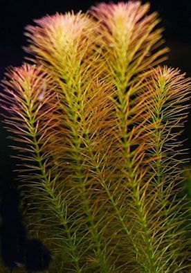 Rotala