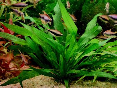 Comment bien maintenir l'Echinodorus Bleheri ? - Aquarium Facile