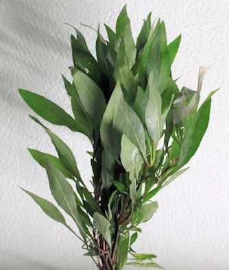 Hygrophila corymbosa var. angustifolia